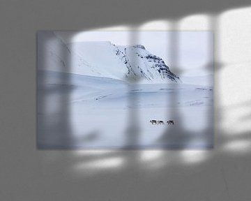 Rentier auf Spitzbergen von Marieke Funke