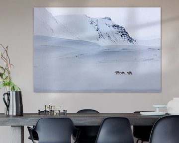 Reindeer on Svalbard by Marieke Funke