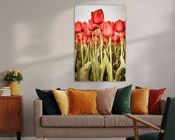 Red tulip field in portrait format.