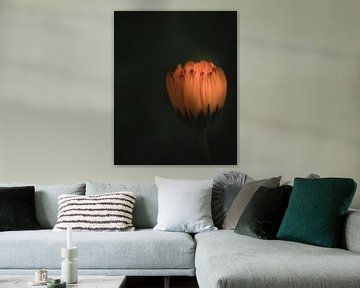 Orange beauty flower dark & moody van Sandra Hazes