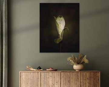 The beauty of simplicity leaf dark & moody van Sandra Hazes