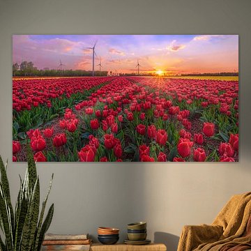 Tulpenveld Noordostpolder in de schemer