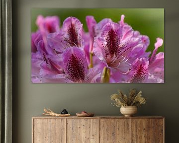 een Iris uit de botanische tuinen in Wageningen van ticus media