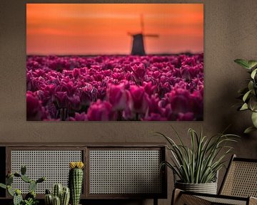 Tulpenveld voor de Molen by peterheinspictures