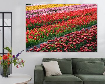 Tulpen banen von peterheinspictures