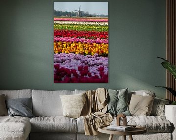 Tulpenveld voor de Molen von peterheinspictures