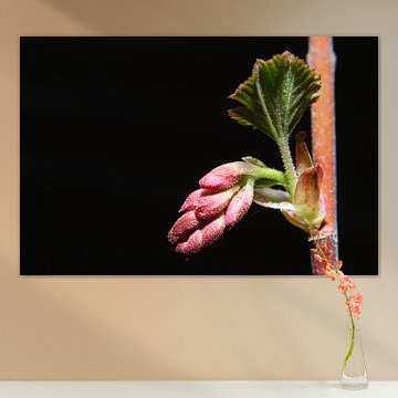 Pink, when I turn out the light