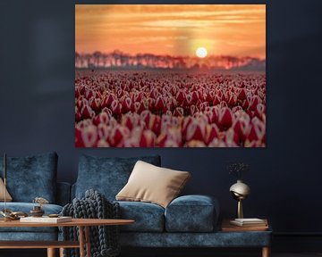 rode tulpen bij zonsopkomst