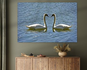 Schwanenpaar