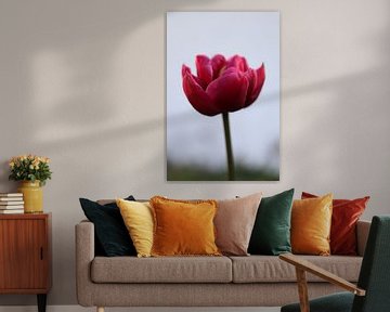 Tulpe in pink von Simone Marsig