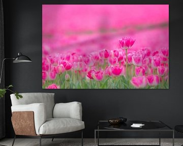 Tulpen van Martzen Fotografie