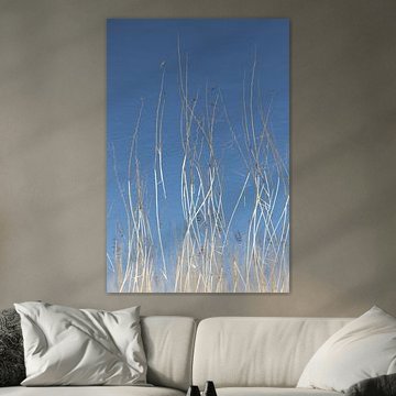 Abstracte natuurfotografie - riet