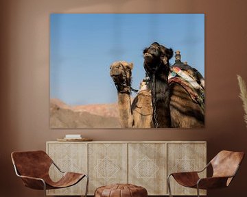 two camels in the desert of israel on the border of egypth