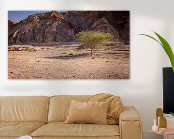 single green tree in the desert of south israel ner the red canion