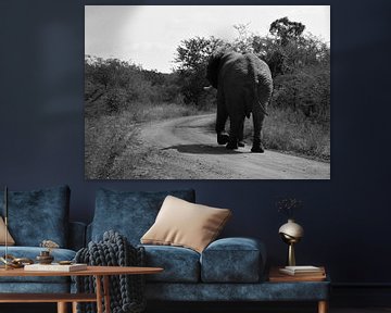 Weglopende Zuid-Afrikaanse olifant