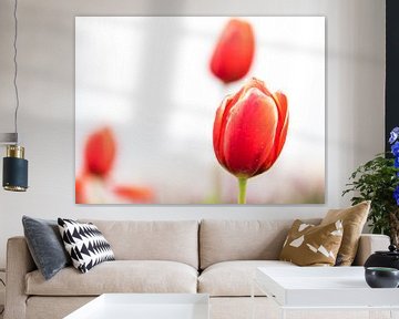 Tulpen op een witte achtergrond van Martijn Tilroe