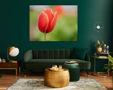 Tulpen mit einem grünen Hintergrund von Martijn Tilroe