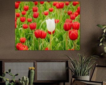 rood tulpen veld van Martijn Tilroe