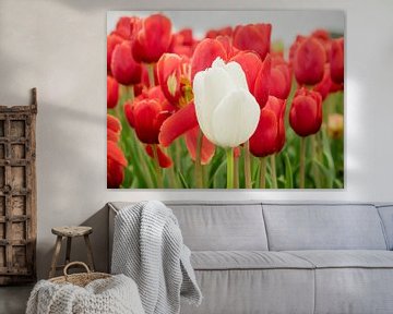 White tulip in front by Martijn Tilroe