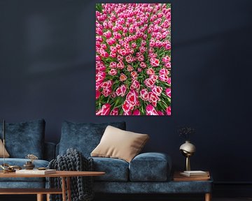 Tulpen op een zomerse dag geeft een schitterende combinatie van kleuren. van Peter de Jong