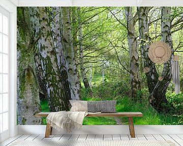 Birken Im Gegenlicht von Ostsee Bilder