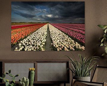Dutch Tulips van Erik Bilstra