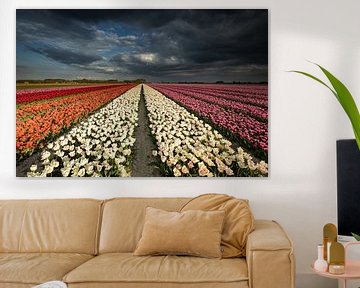 Dutch Tulips van Erik Bilstra
