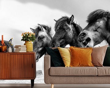 comedian horses