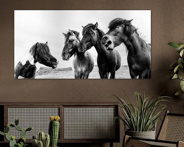 comedian horses by Daniela Beyer