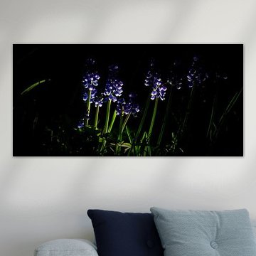 Veldje blauwedruifjes