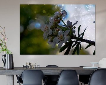 Witte bloemen