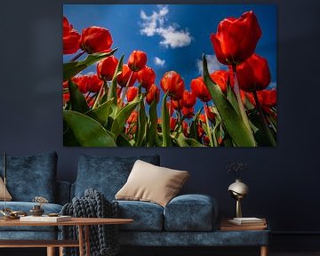 De tulpen in hollandse drie kleur