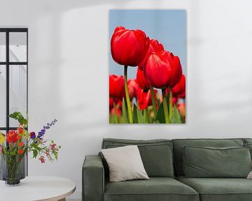 Roden Tulp von Dennis Schaefer