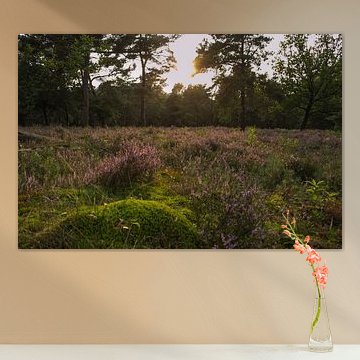 Mos heuveltje met heide