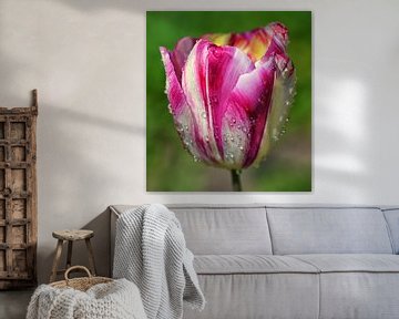 Roze witte tulp met regendruppels van Jessica Berendsen