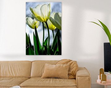 witte tulpen van Annemarie Ostendorf