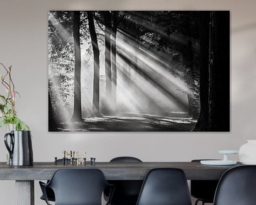 Zonnestralen schijnen over een boslaan in Amelisweerd van Arthur Puls Photography