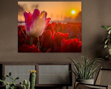 Tulp met dauw tijdens zonsopkomst. van Dennis Werkman