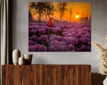 Outdoor bite in pink tulip field by Dennis Werkman