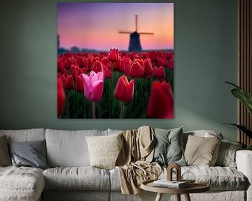 Roze tussen rood voor Molen. van Dennis Werkman