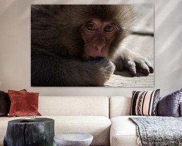Petit singe japonais (Macaque) sur Mylène Amoureus