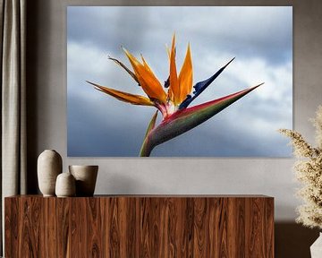 Bird of paradise flower in Funchal on the island Madeira, Portugal by Rico Ködder