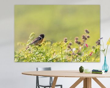 Stonechat sitting on green bushes with a green bokeh background by Ramon Harkema
