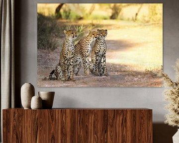 Three cheetahs, South Africa by W. Woyke