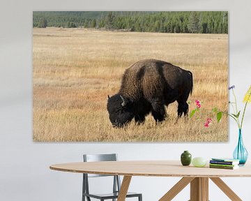 Bison dans le PN de Yellowstone sur René Roelofsen