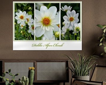 Dahlia triplet "Alps Cherubijn"