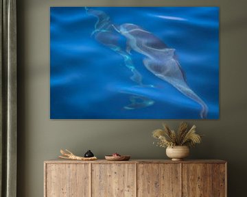 Dolfijnen in helder blauw zeewater