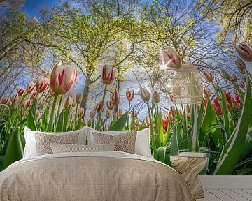 Dutch tulips by Niels Barto