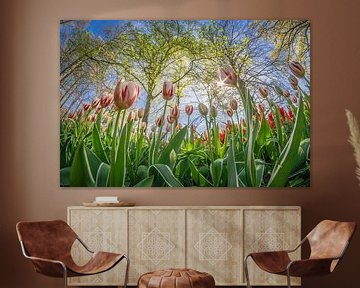 Dutch tulips by Niels Barto