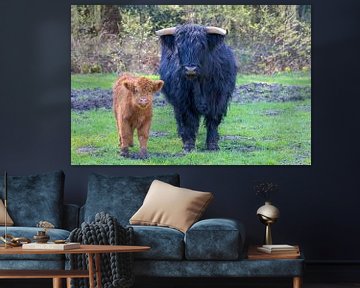 Zwarte Schotse Hooglander koe en bruin kalf samen in de wei van Ben Schonewille